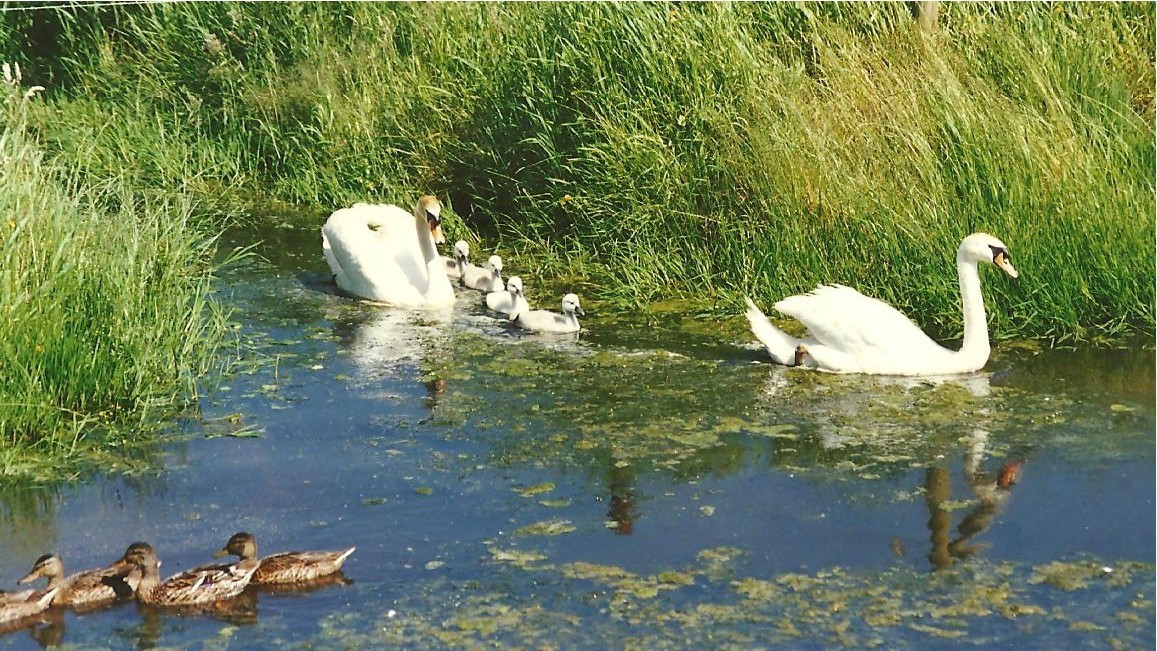 Druk verkeer in de polder