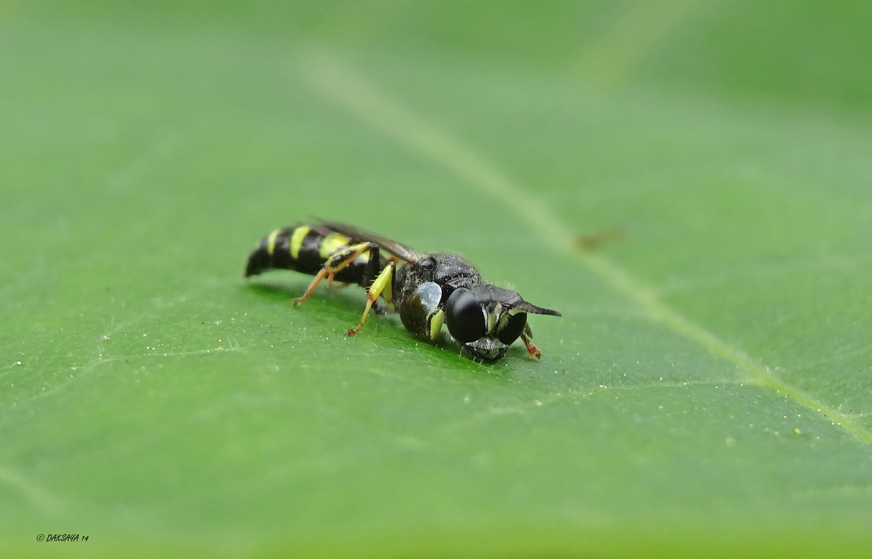 Kleine zeefwesp