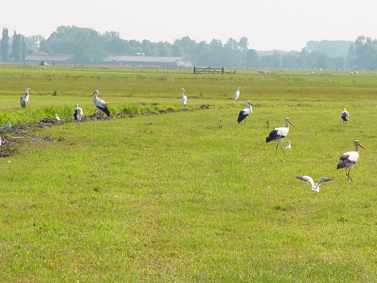 Ooievaars .en grote zilverreigers..