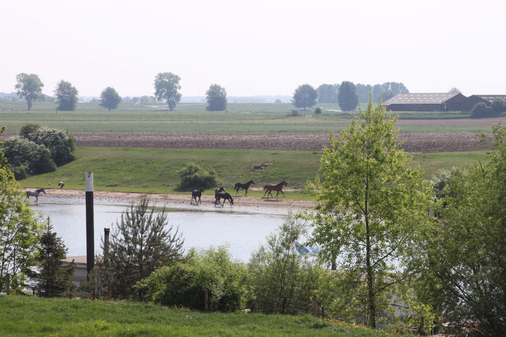 Paarden langs St.Andrieskanaal
