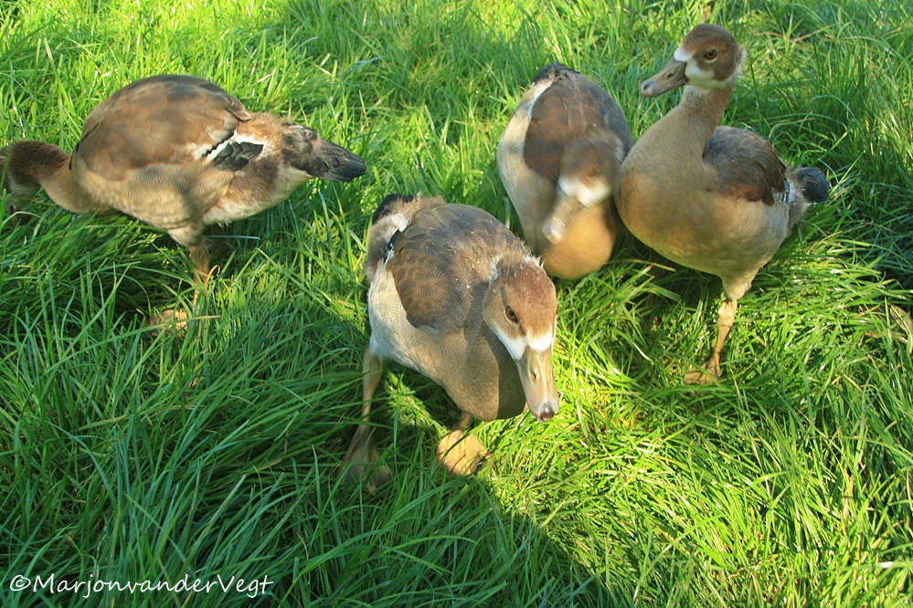 Nijlganzen worden groot