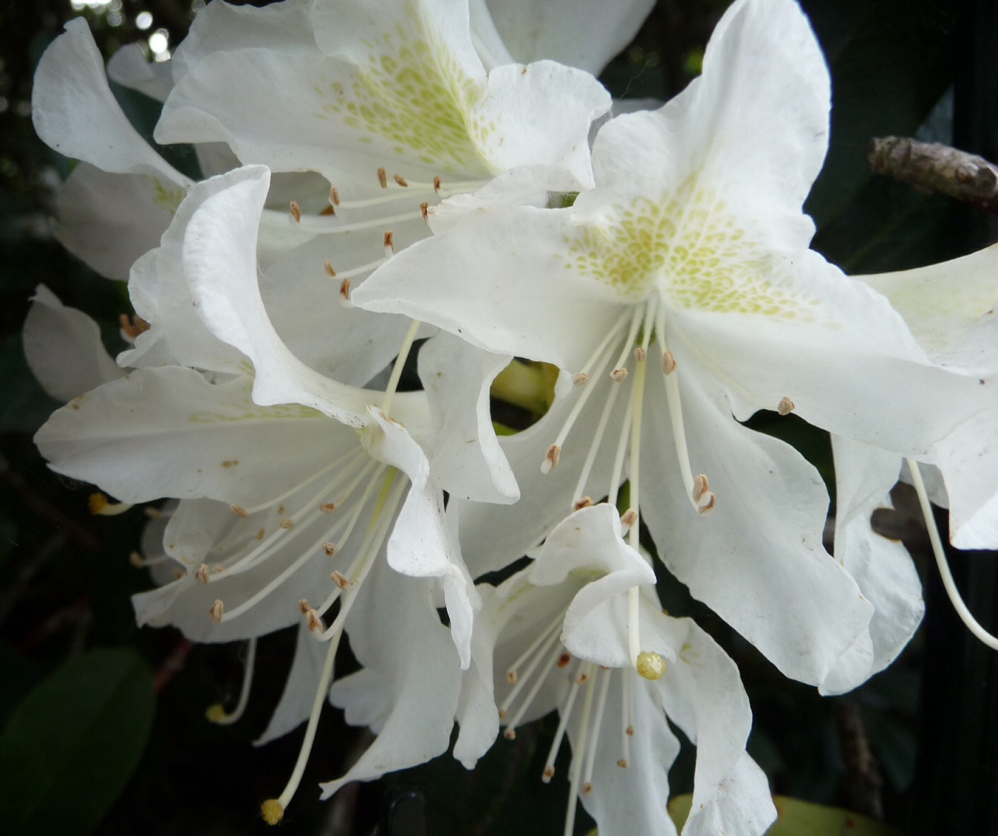 Witte rododendron