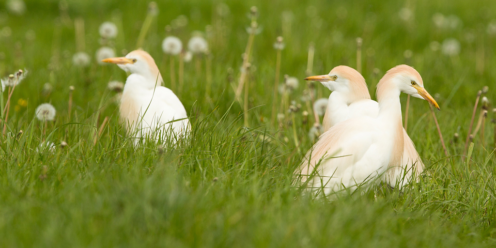 bijzonder in nederland