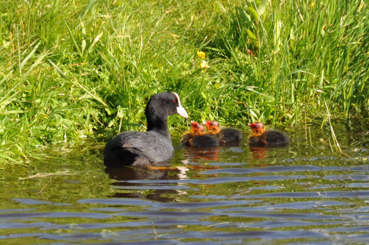 Meerkoet met pulletjes