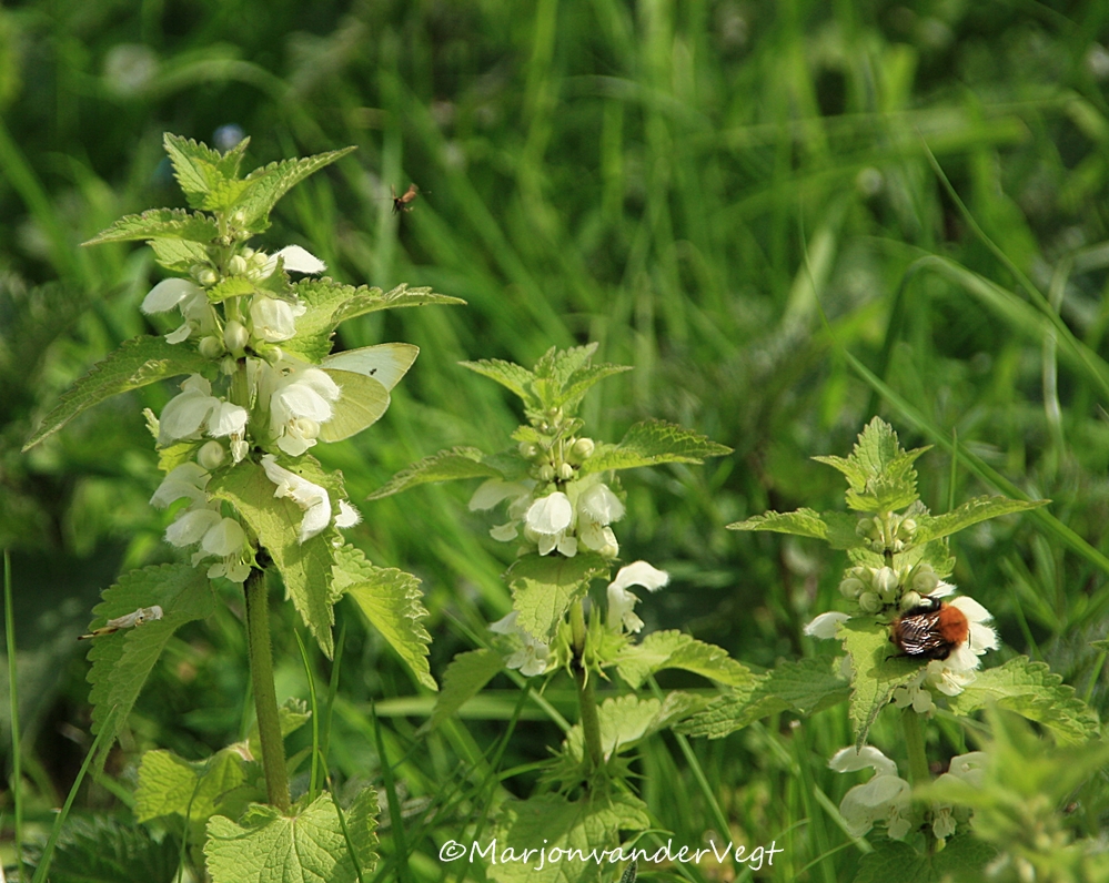 Klein witje in witte dovenetel