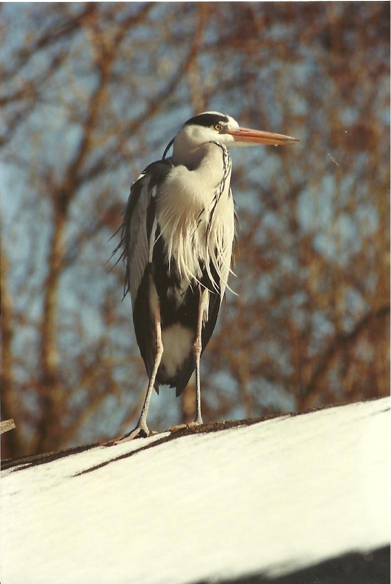 reiger 