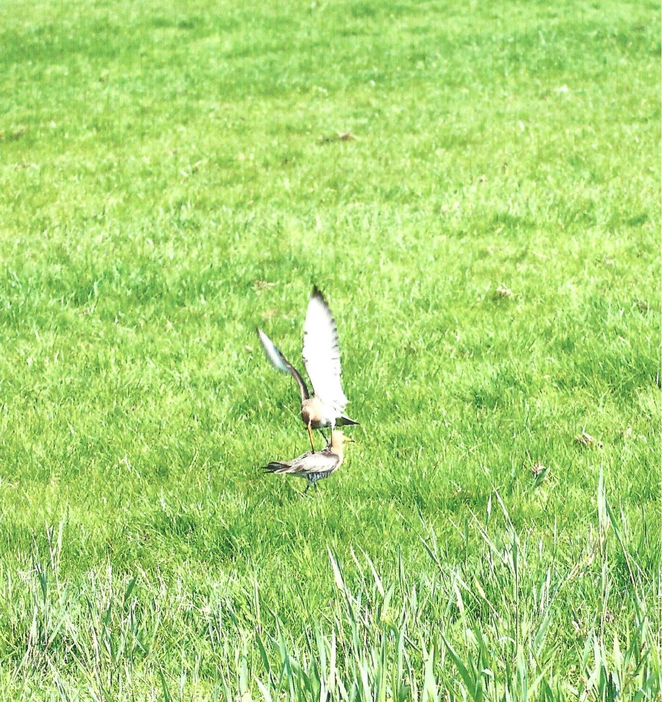 Grutto's in het voorjaar!