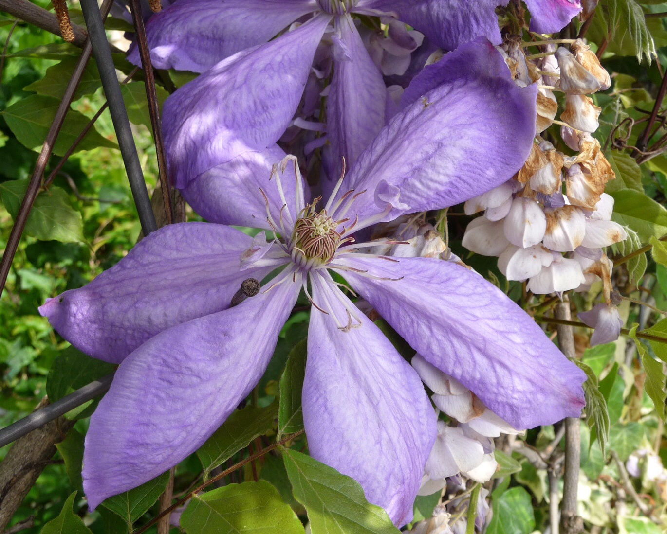 Clematis