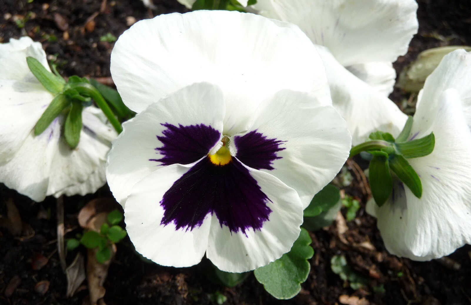 Wit viooltje