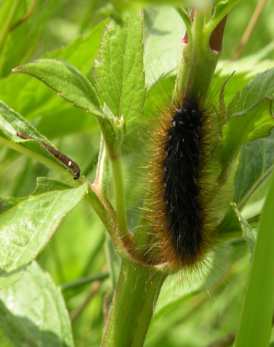 Rups Bruinebeer met..