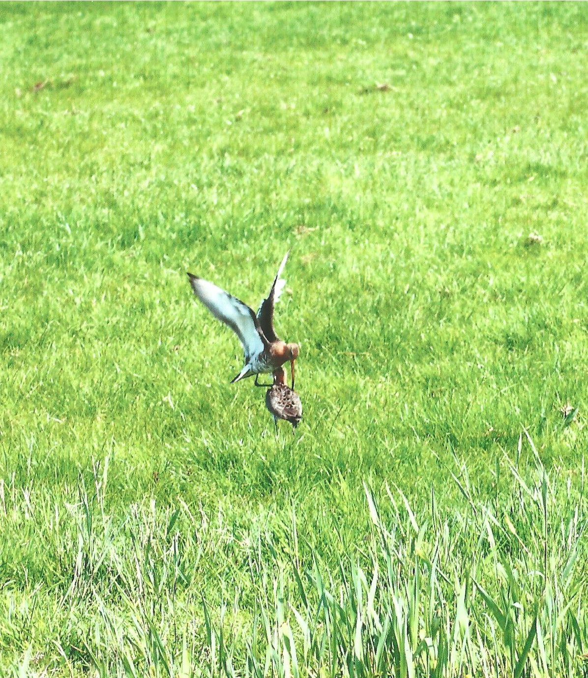 Grutto's in het voorjaar!