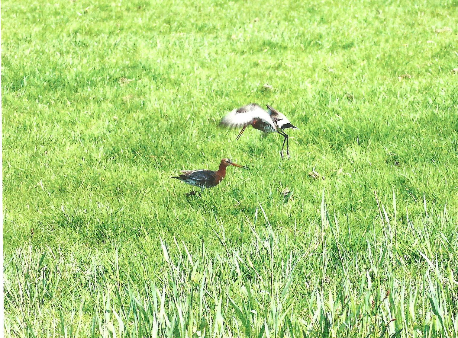 Grutto's in het voorjaar!