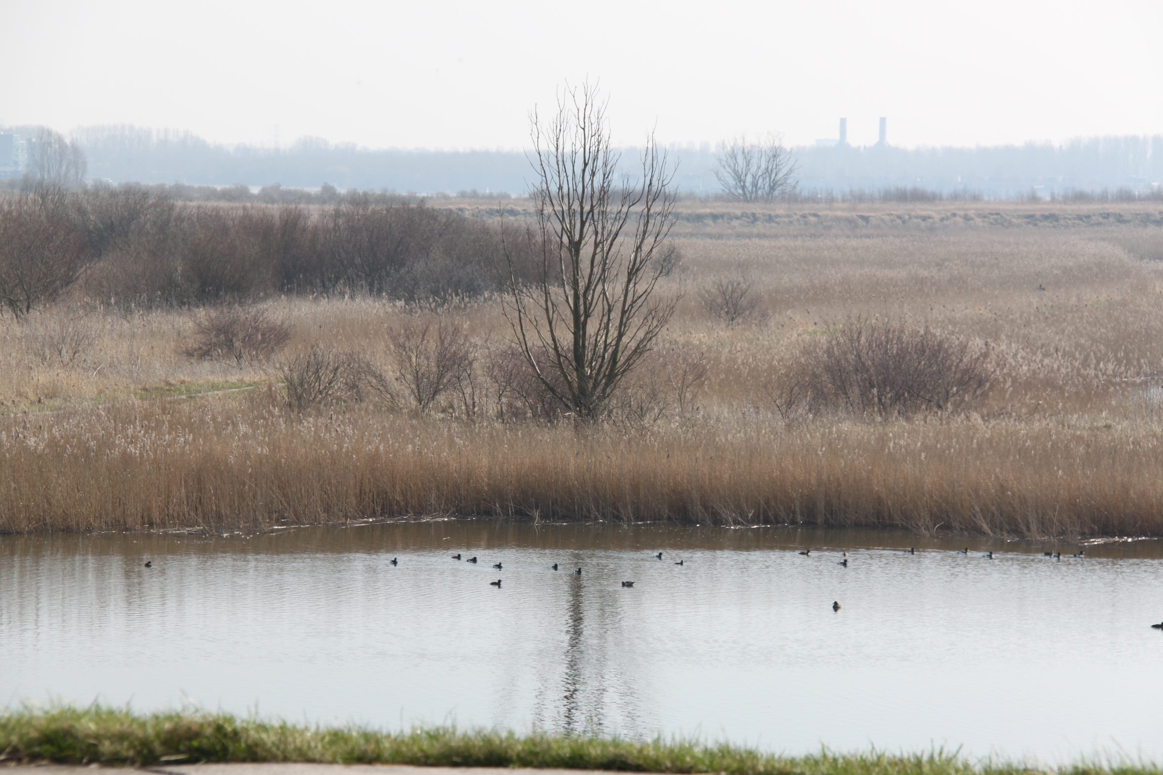 Oostvaardersplassen