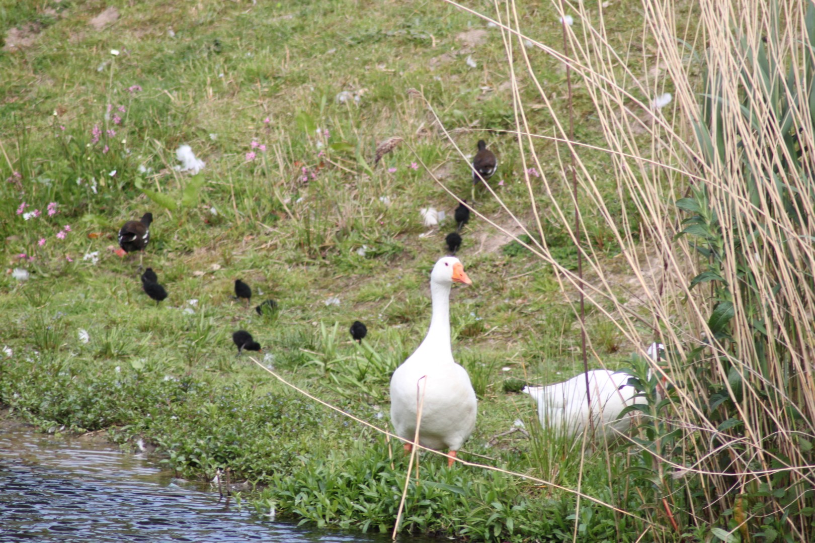 Waterhoentjes en witte gans