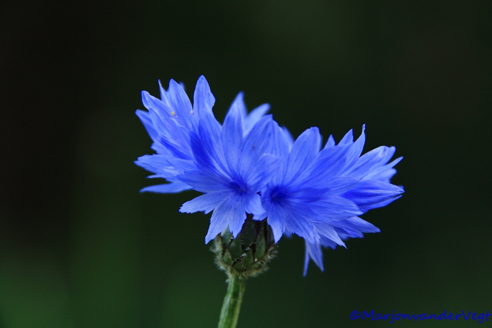 Blauw ik hou van jou