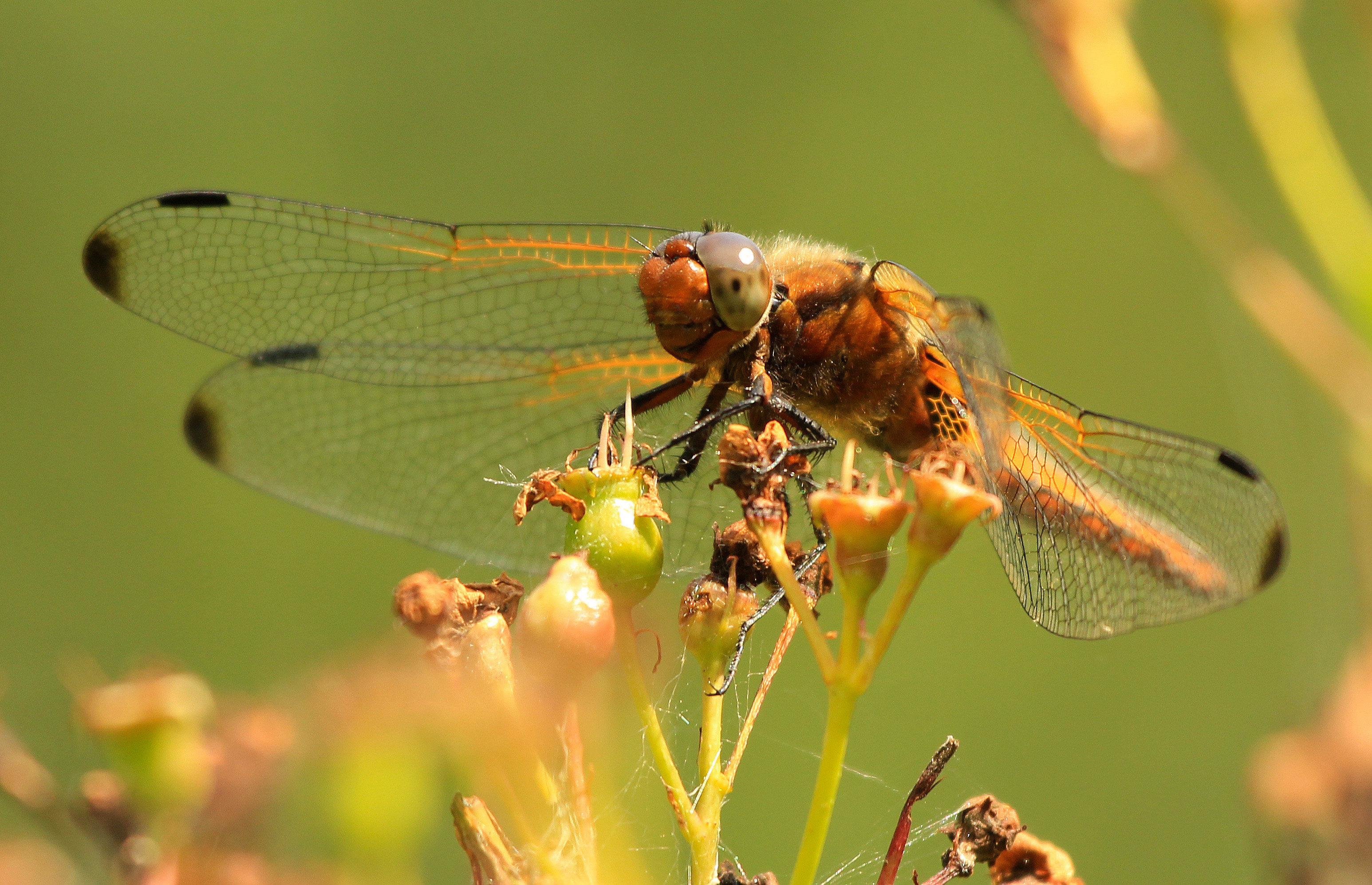 Libellula fulva