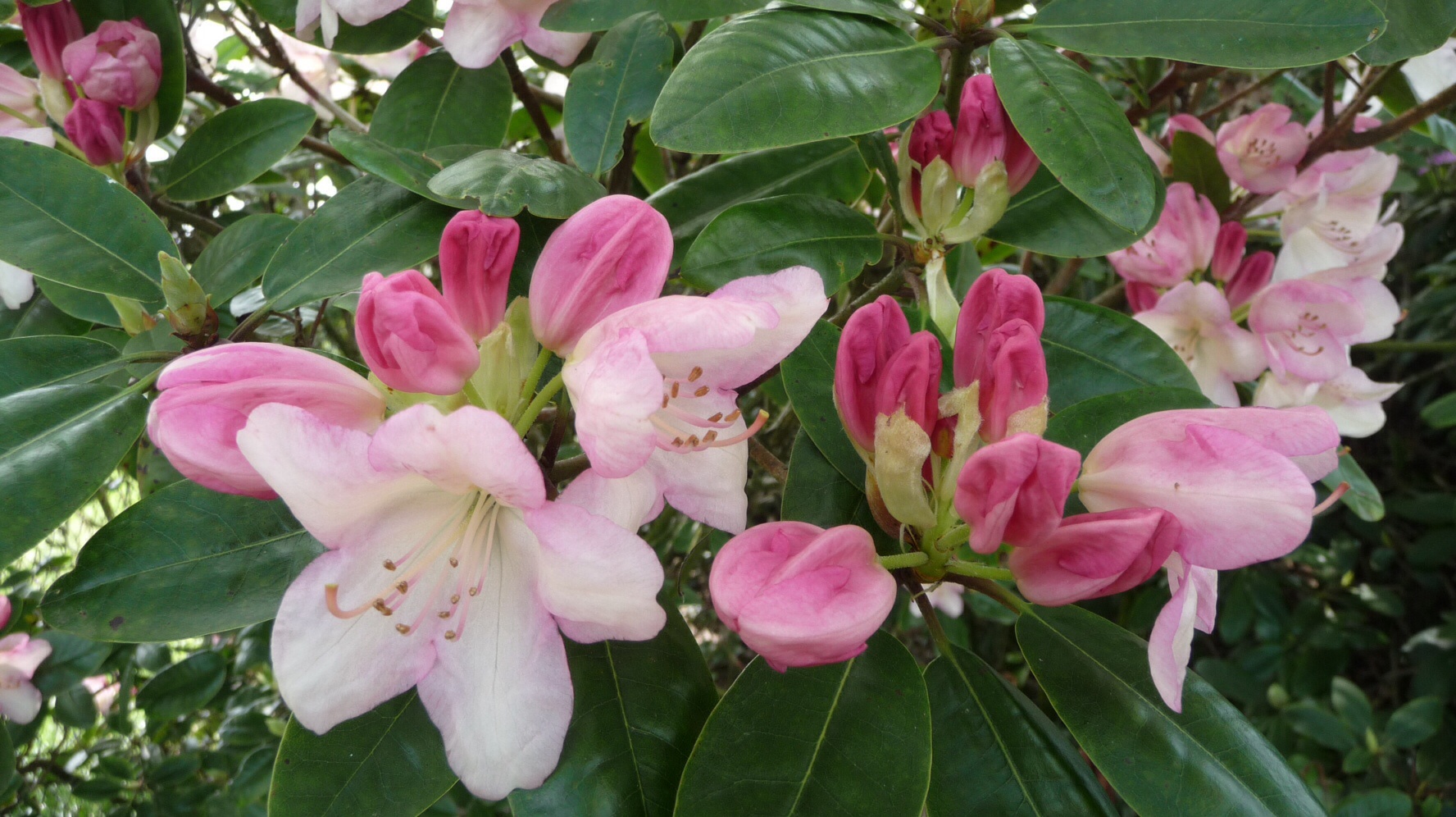 Rododendron 2