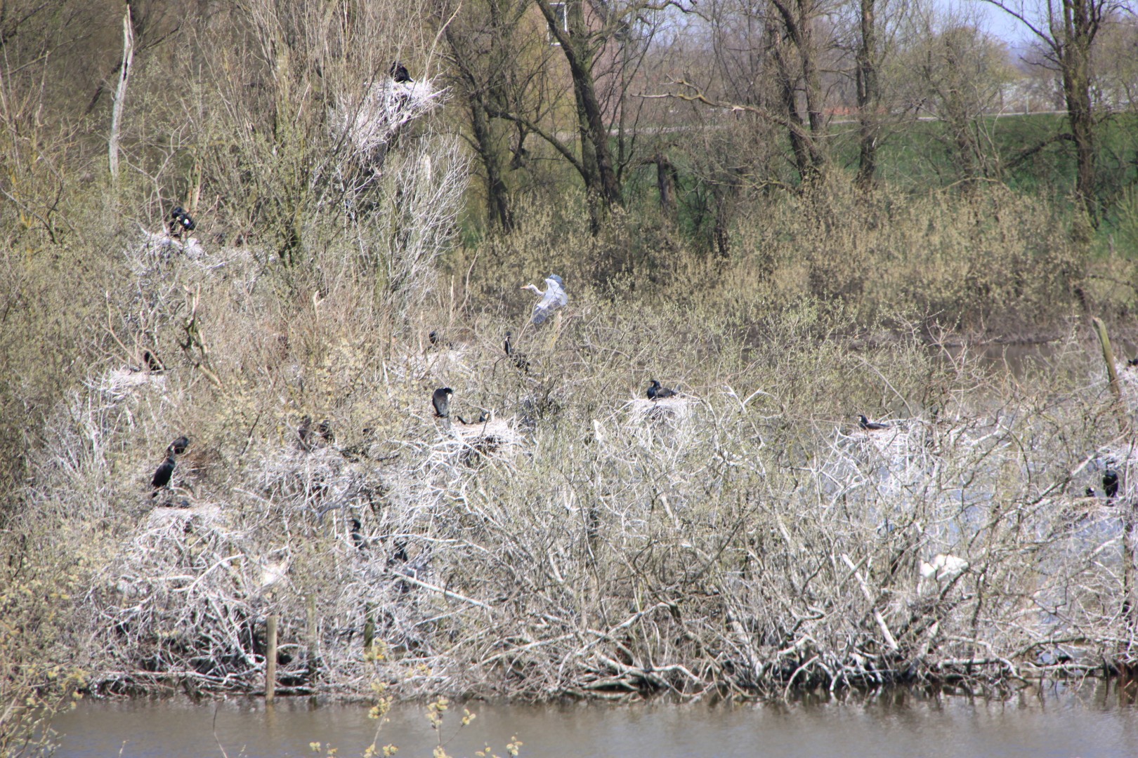 Aalscholvers en reigers
