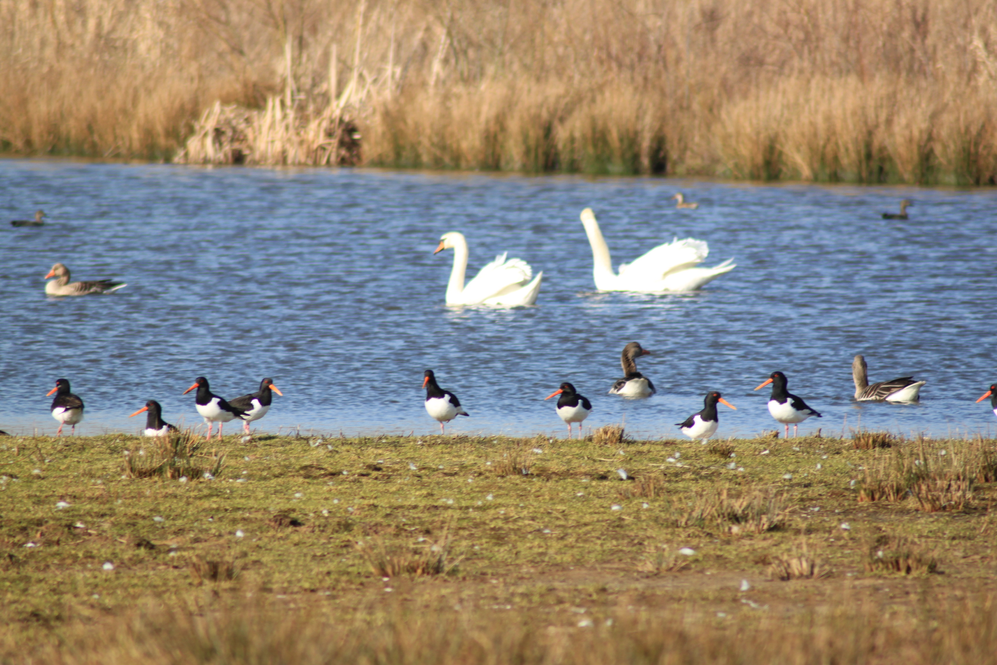 Scholeksters en zwanen en eenden