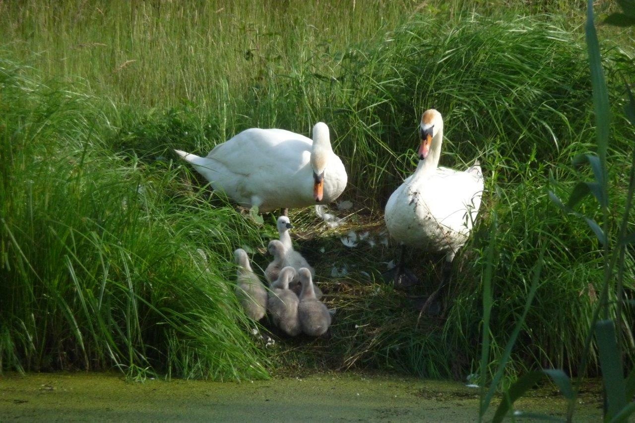 Zijn ze er allemaal?