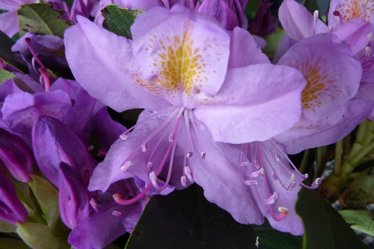 Rododendron 3