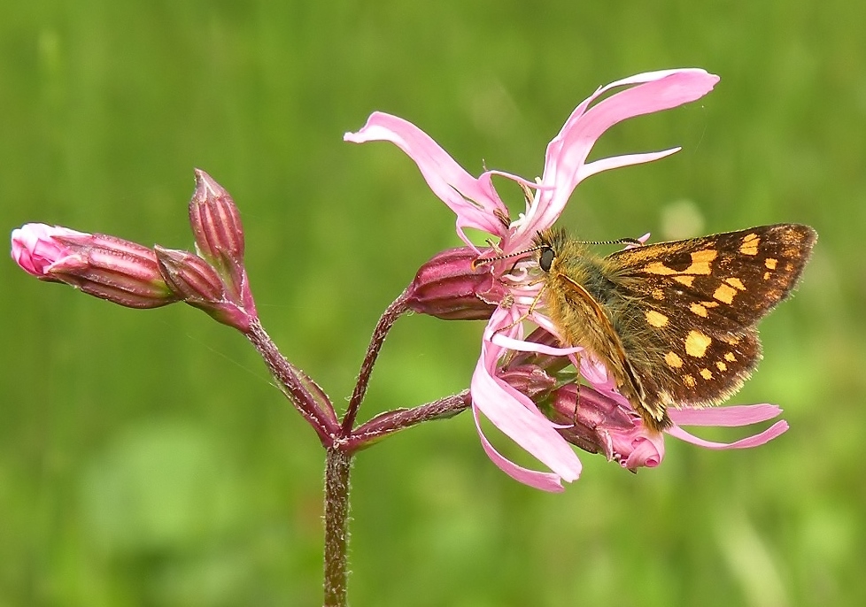 Koekoeksbloem met dikkopje