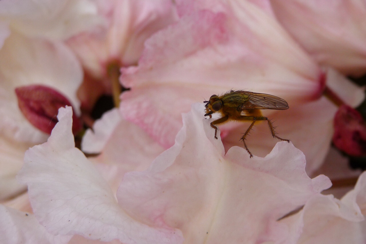 Rododendron met vlieg