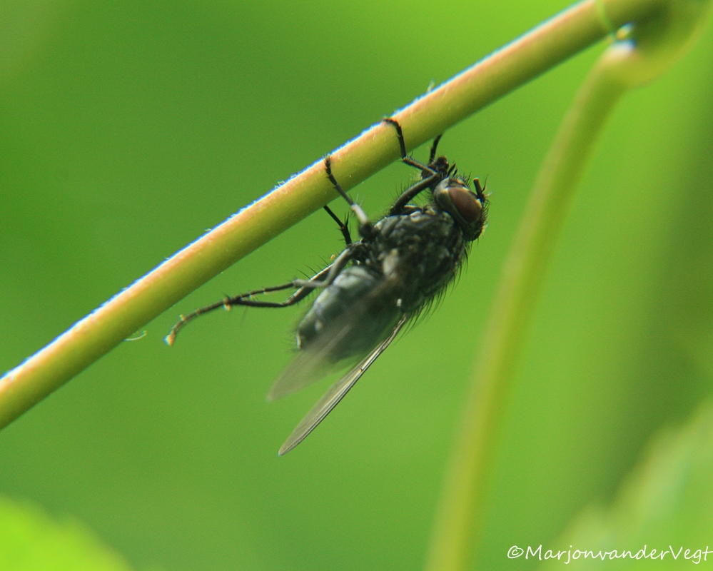 Evenwichtskunstenaar