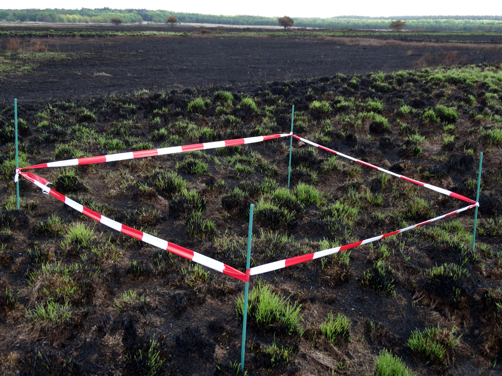 Hoge Veluwe na de brand (week 2)