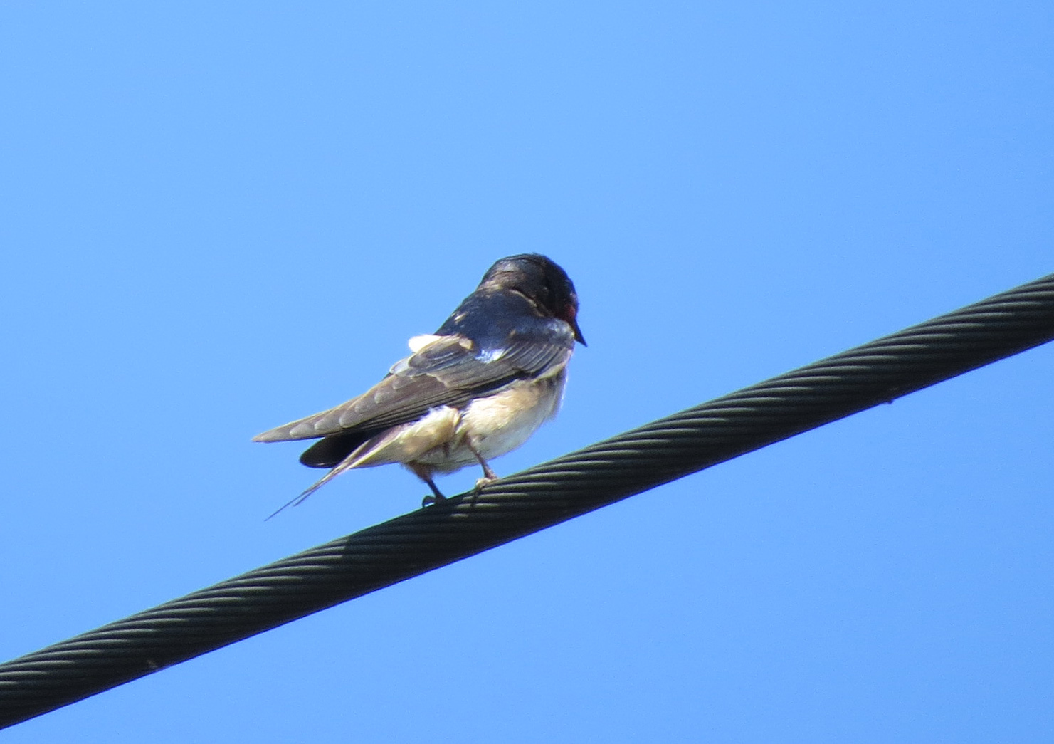 Boerenzwaluw (achterkant)