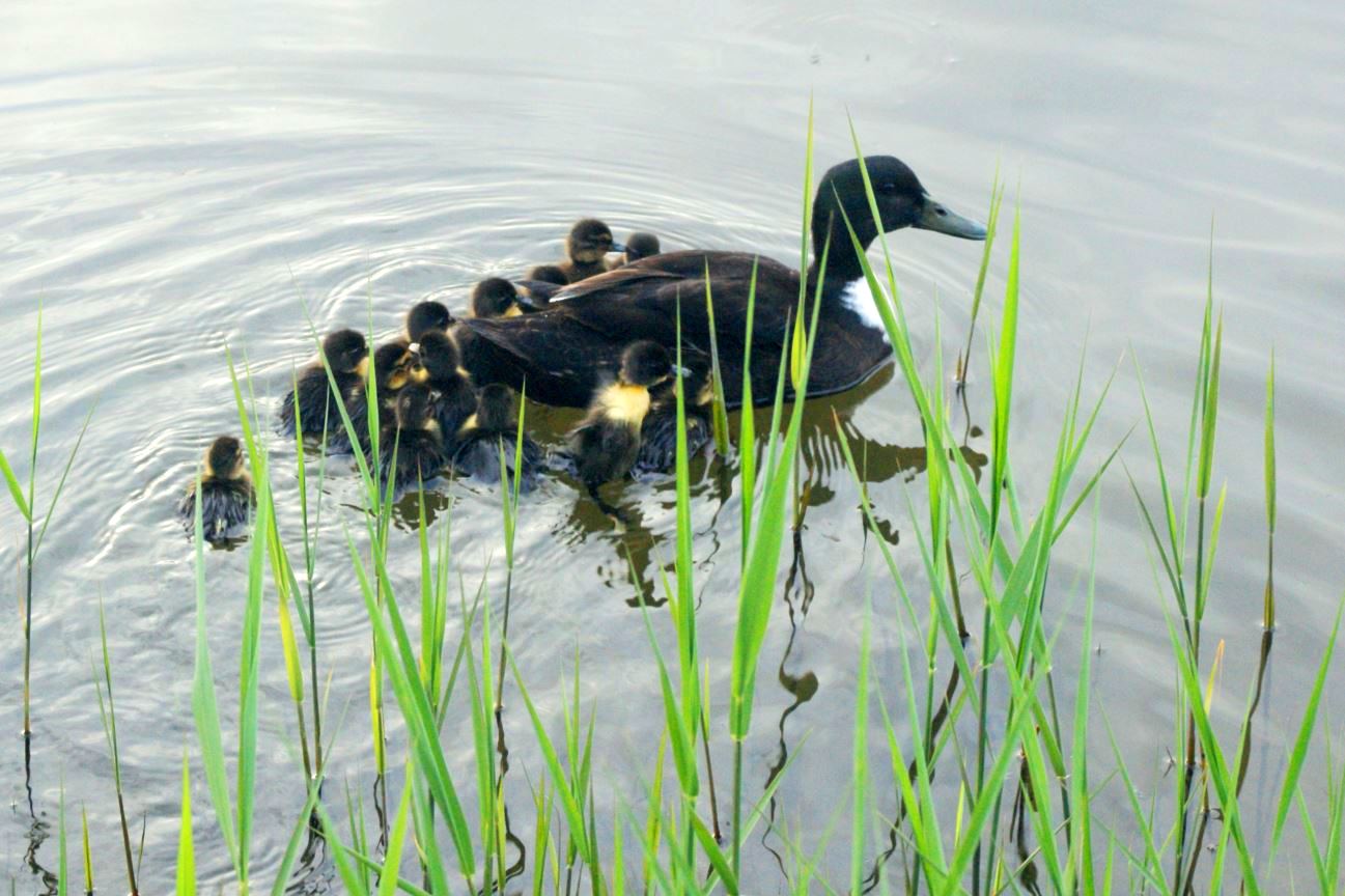 eend met jongen