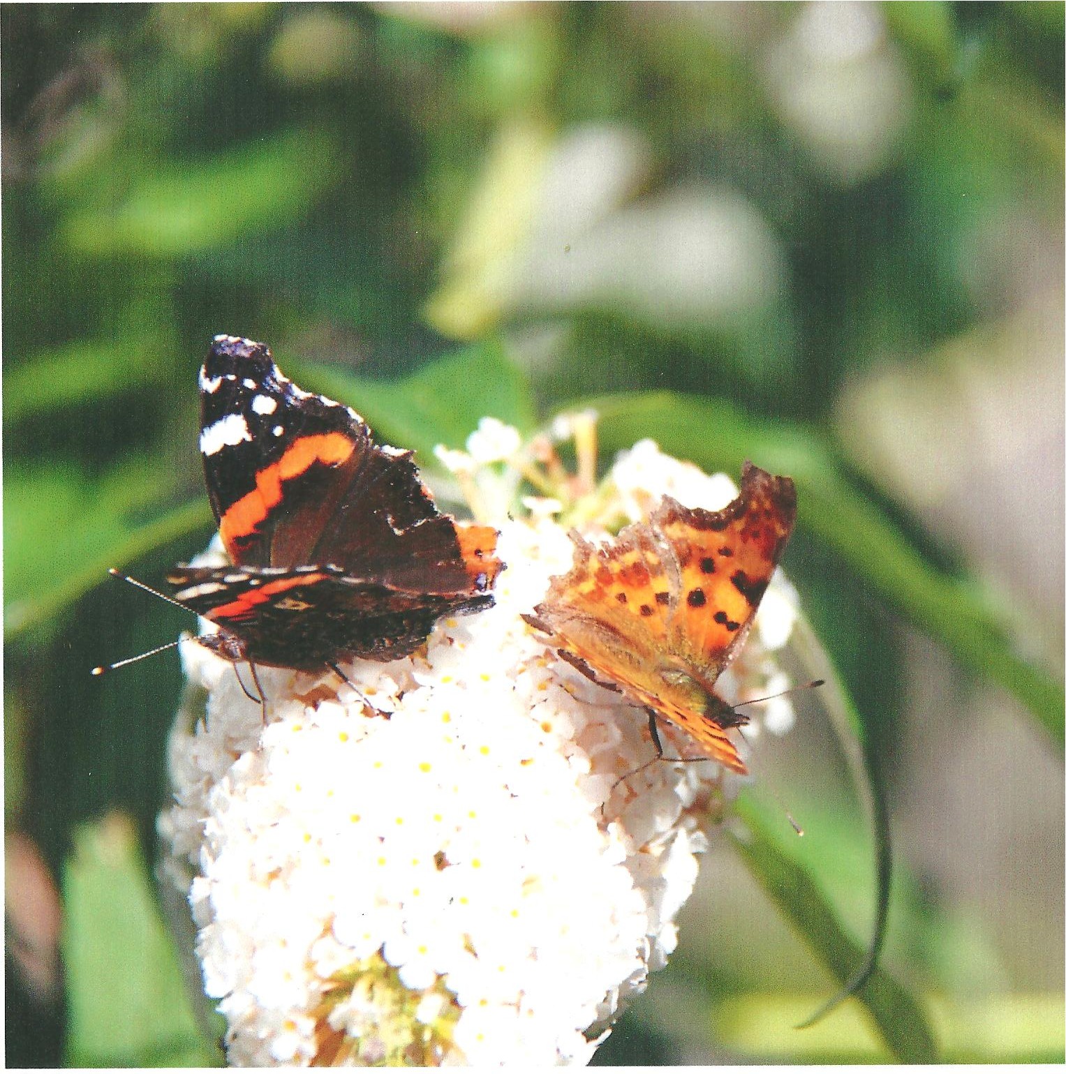 Atalanta en Gehakkelde Aurelia..