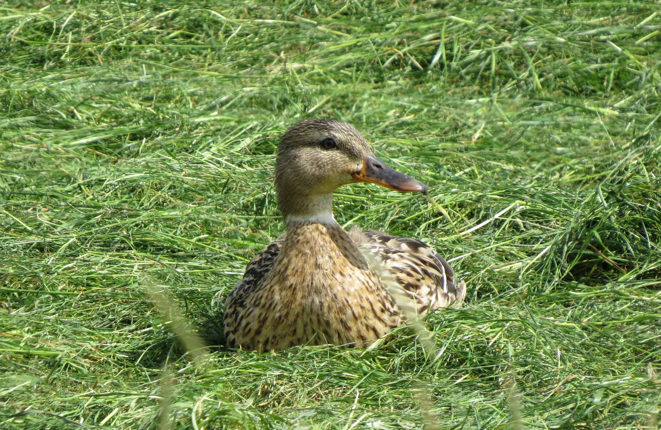 Lekker in het vers gemaaide gras