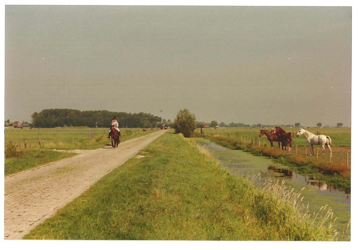 Niewsgierige paarden