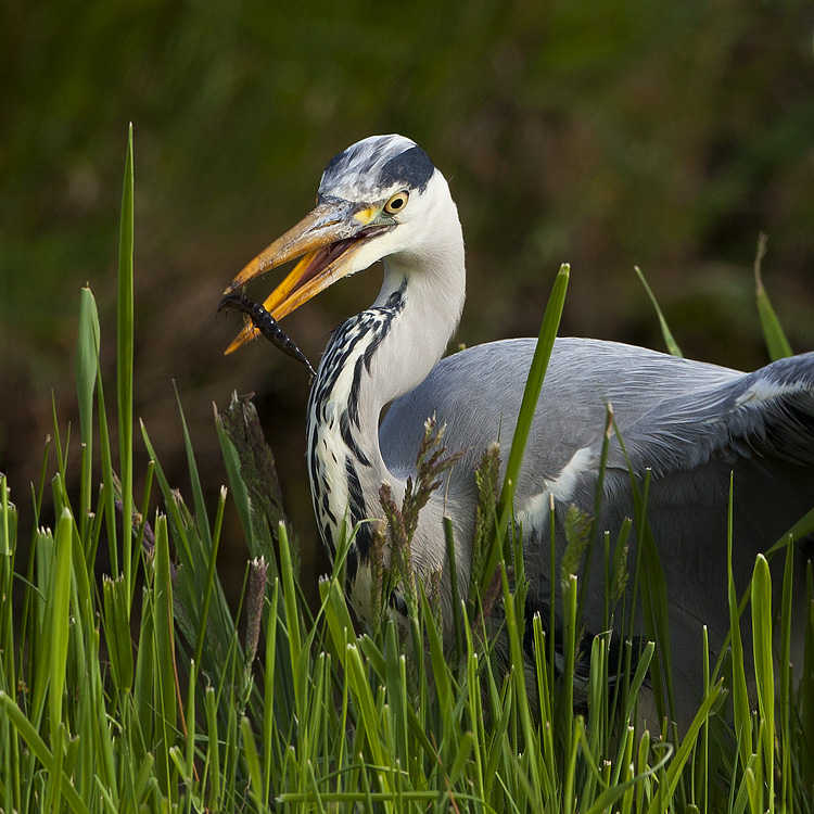 Geen lekkerbekje ...