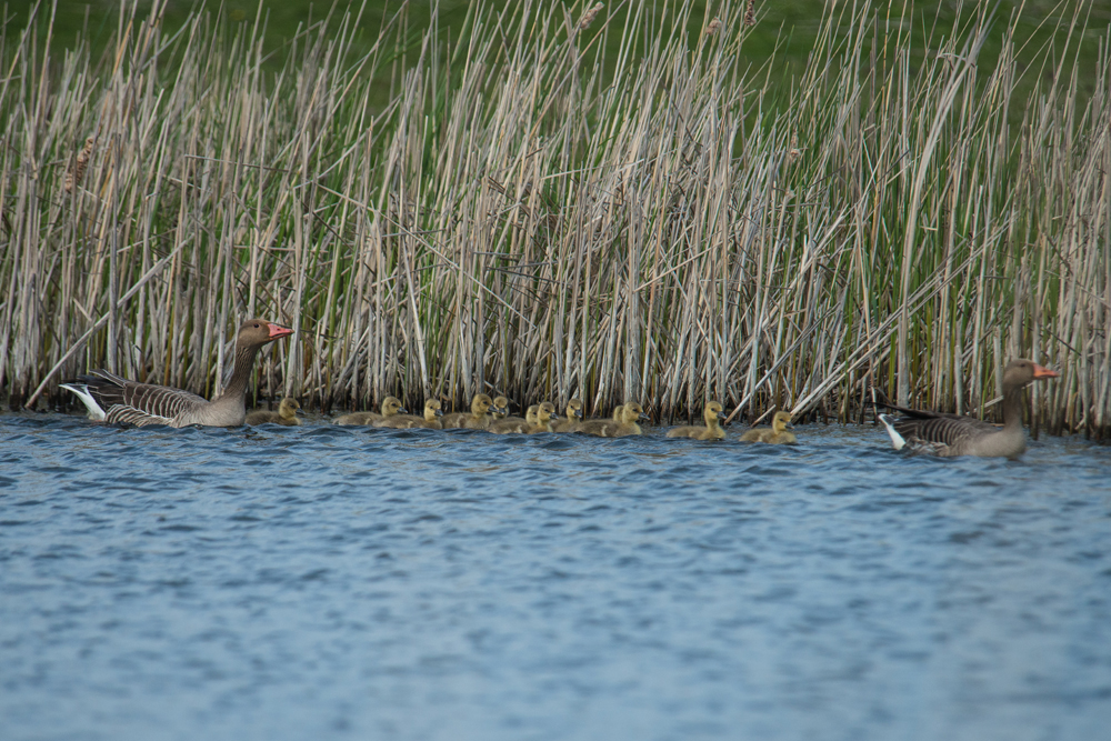 Grauwe gans met...
