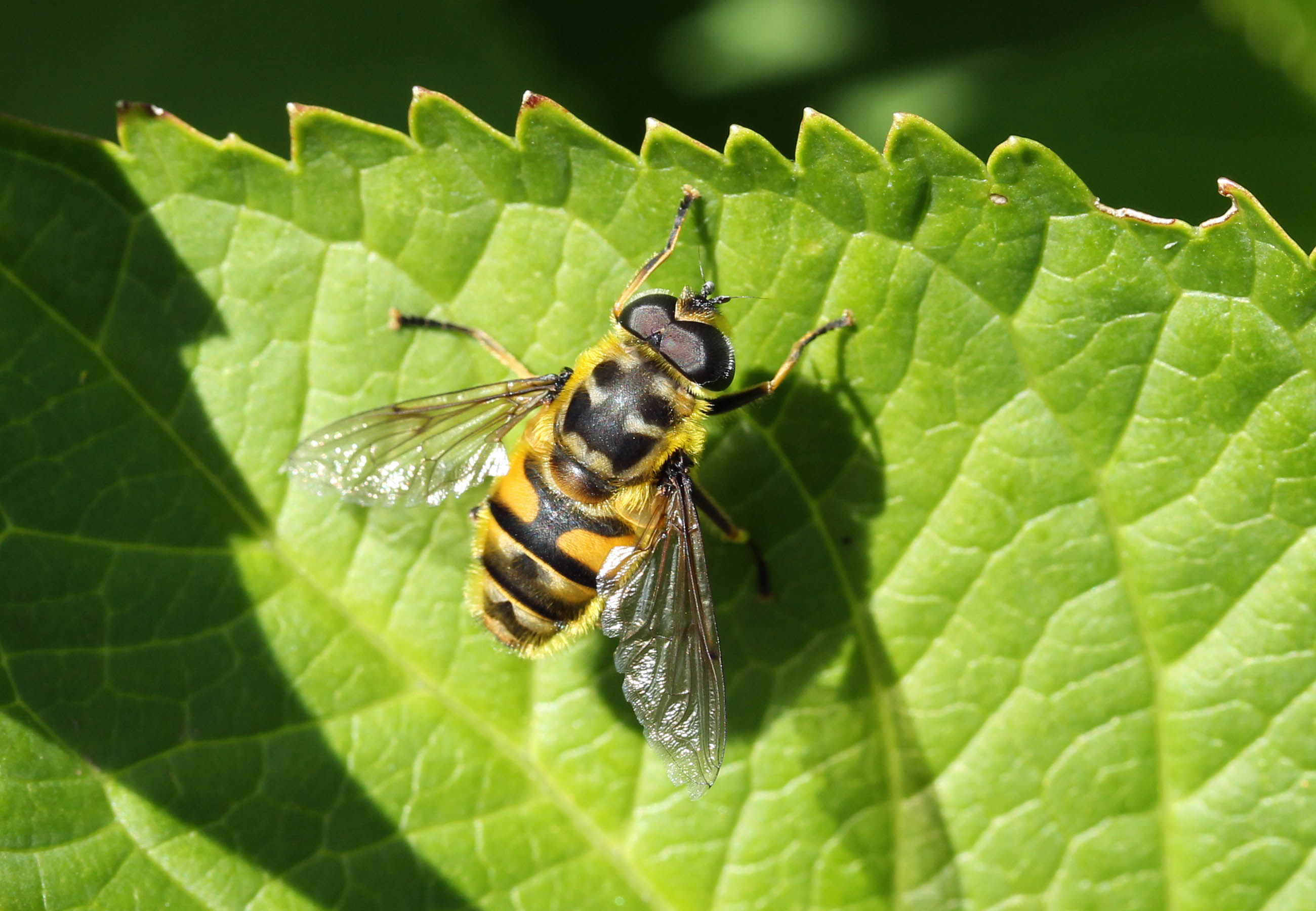 Doodshoofdzweefvlieg