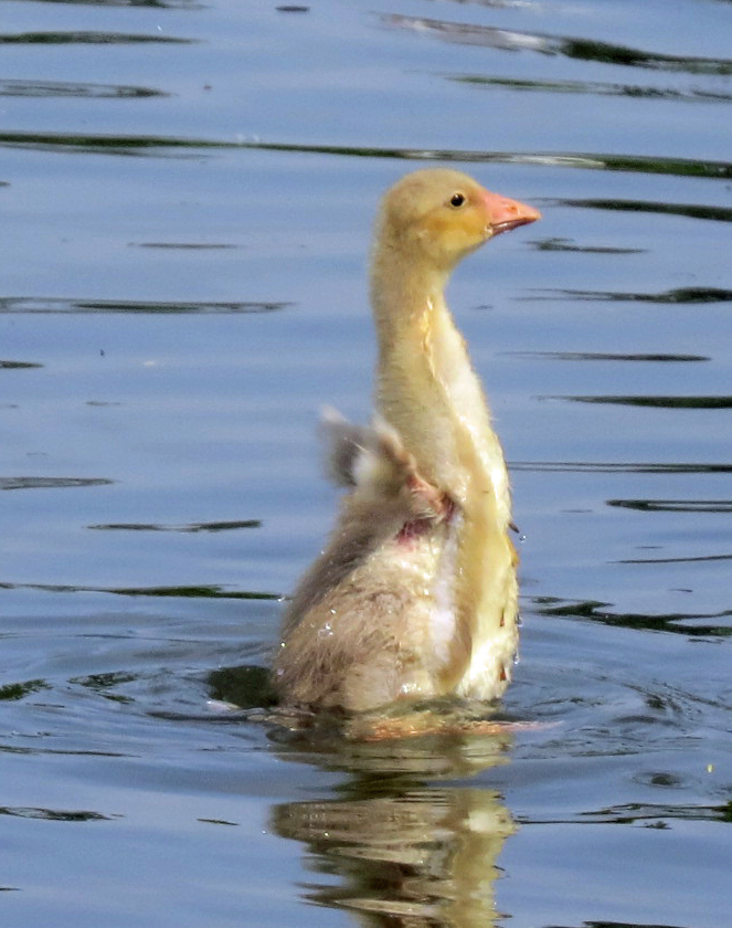 Ganzenkuiken (in 't water)
