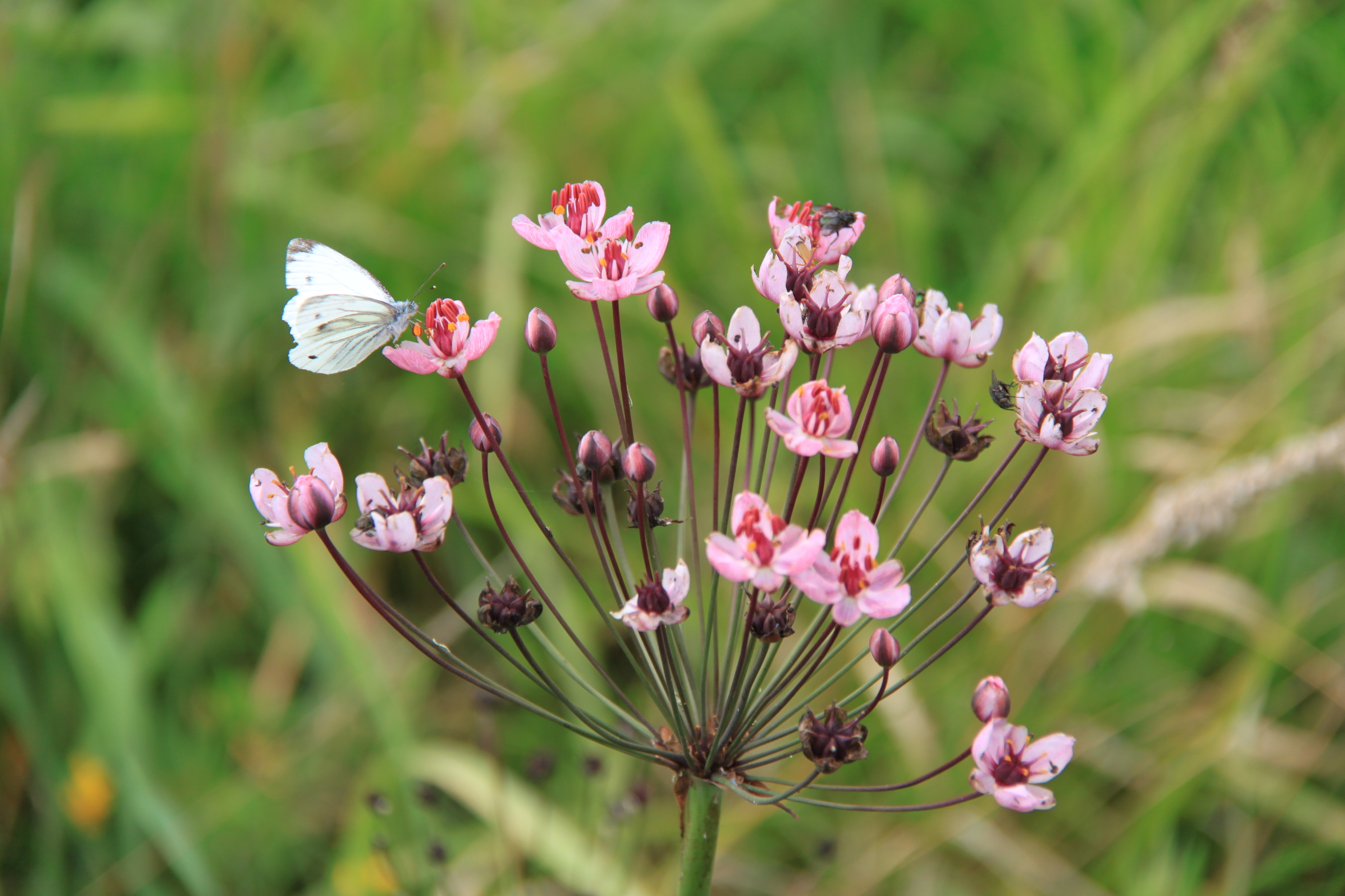 Zwanenbloem met koolwitje
