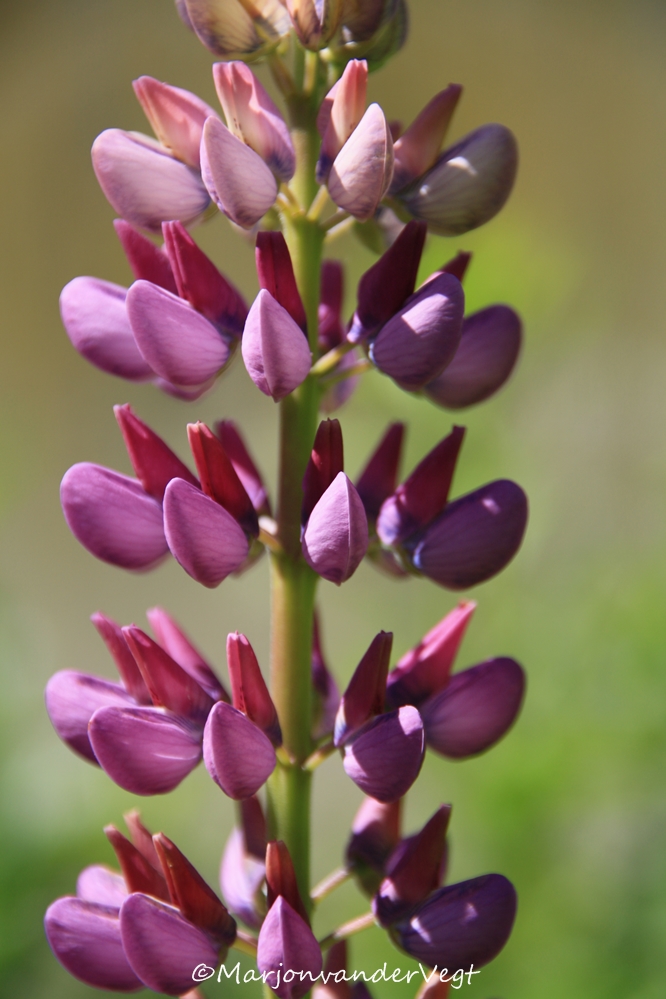 Lupine
