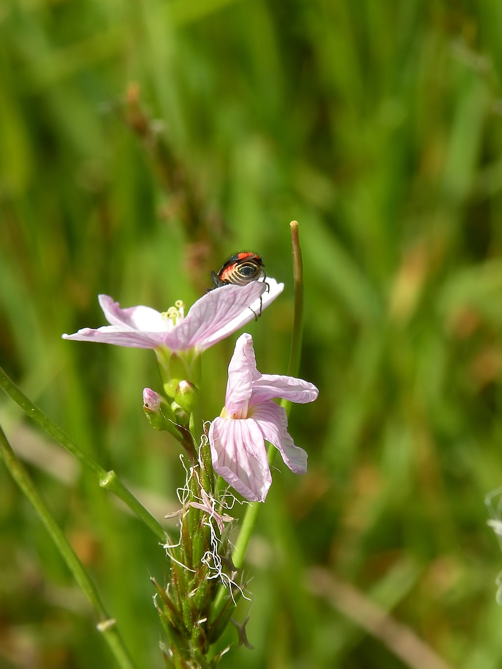 Kontje van Roodtipbasterdweekschildkever