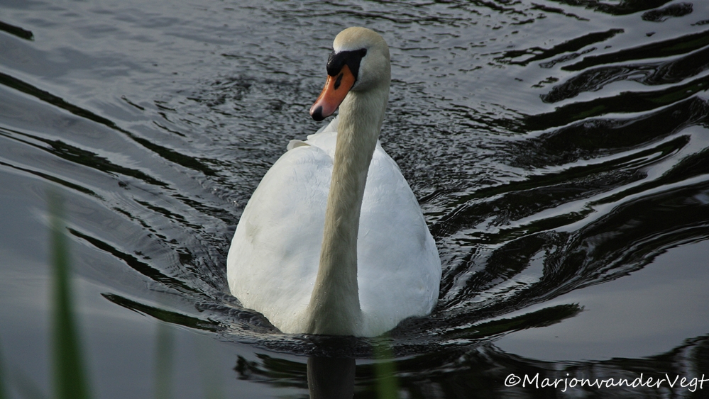 Wie gaat er mee naar Engeland varen?