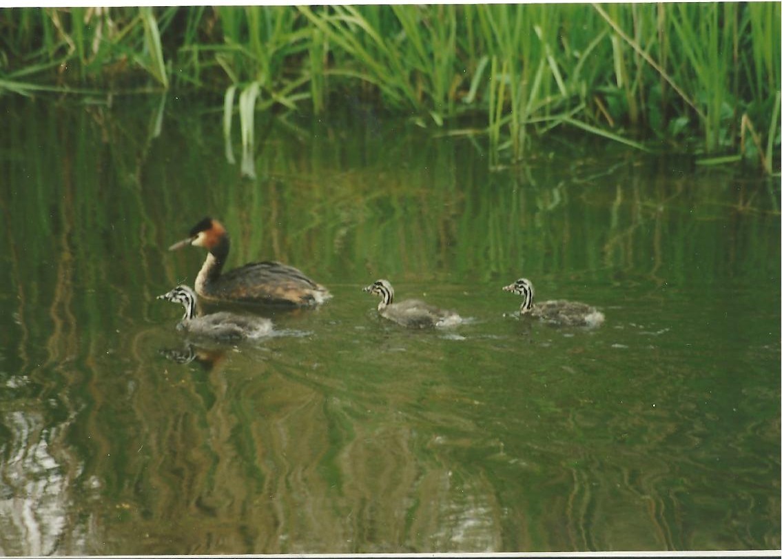 Fuut met drie jongen