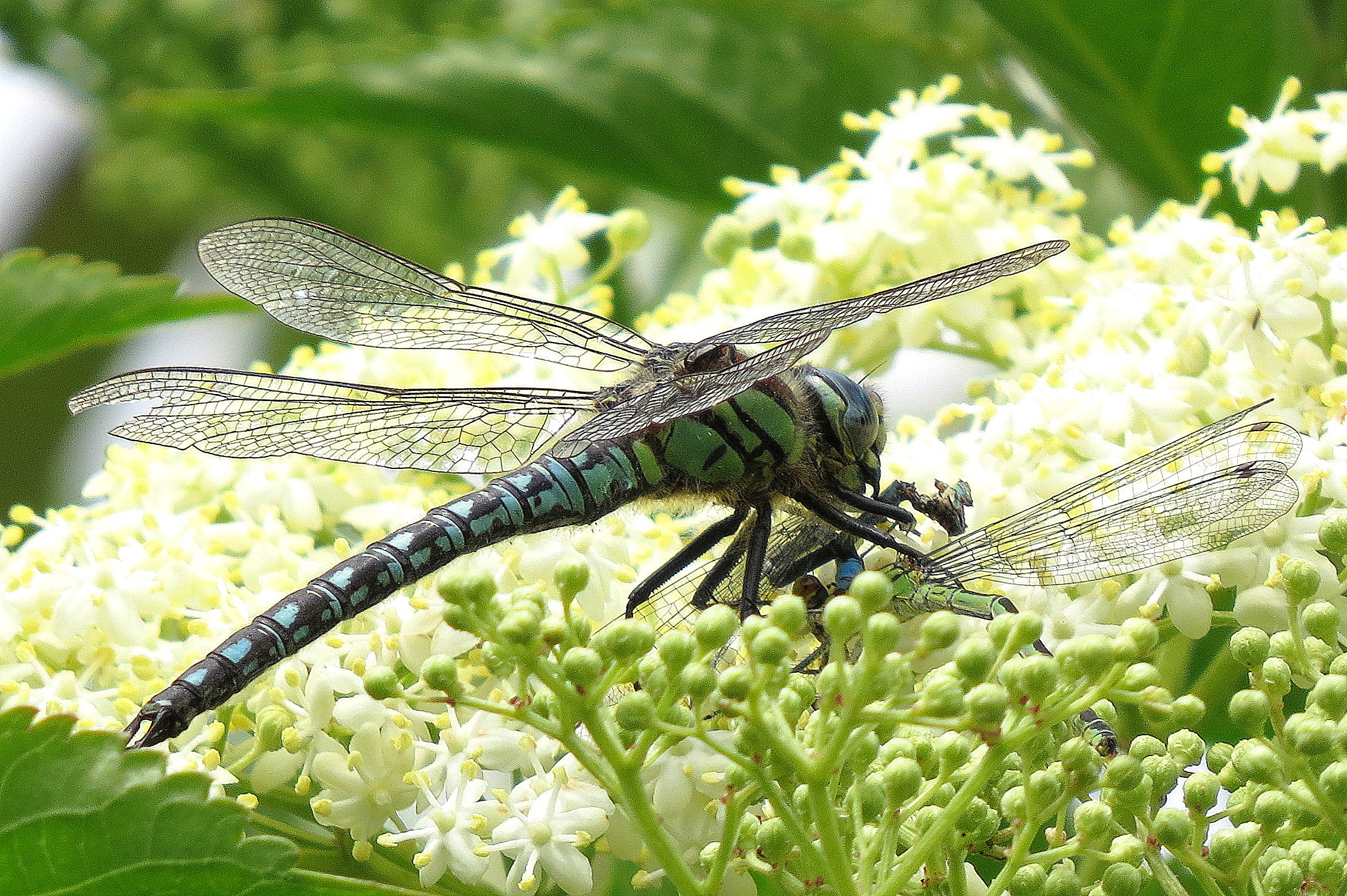 Eten en gegeten worden