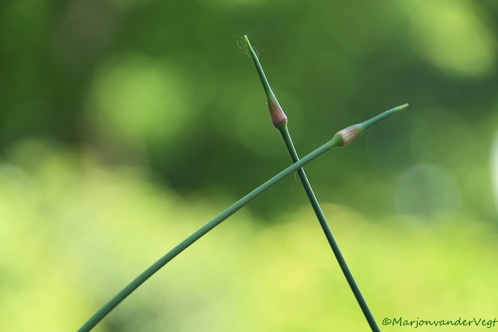 Laten we de degens kruisen 