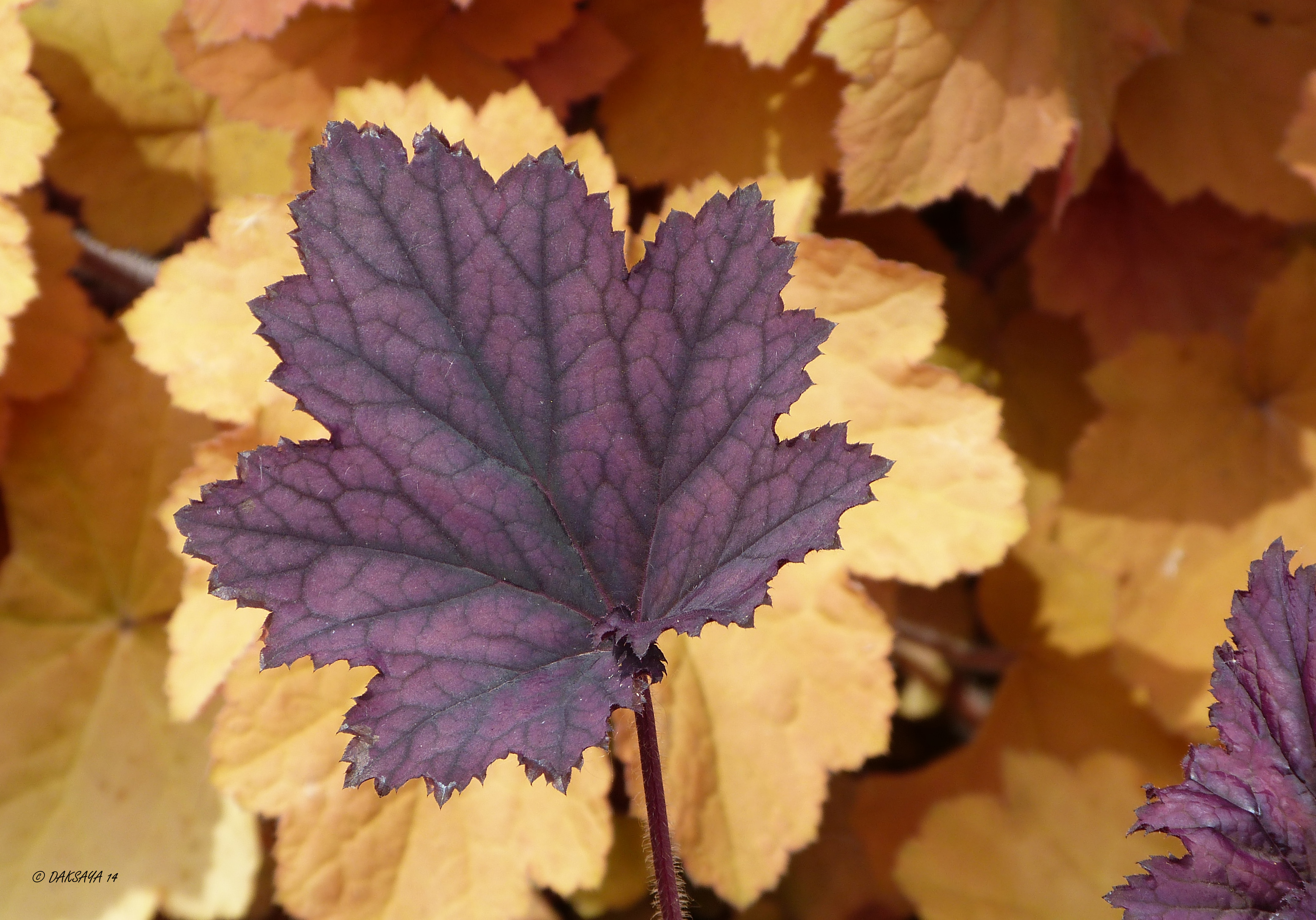 Heuchera