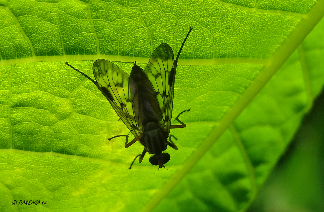Snipvlieg in de schaduw