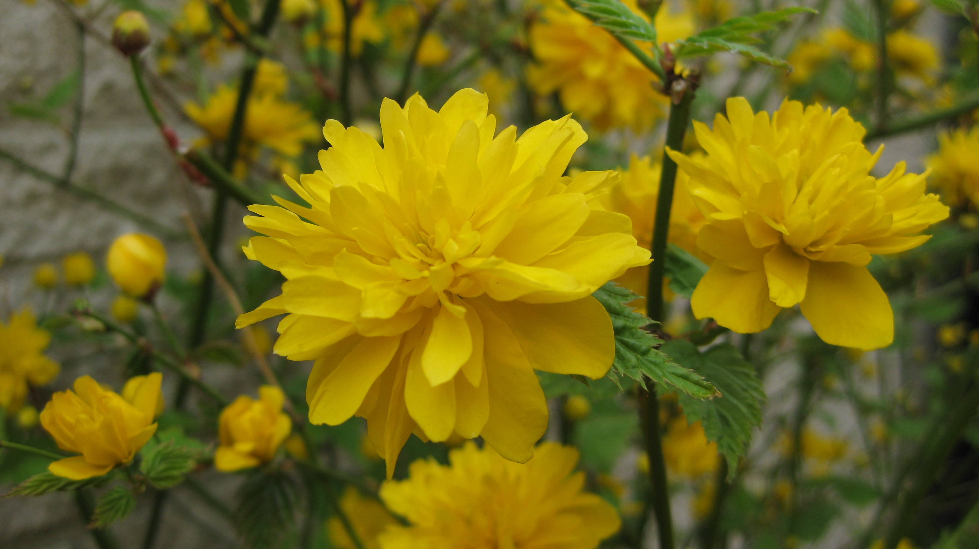 Kerria japonica 'Peniflora'