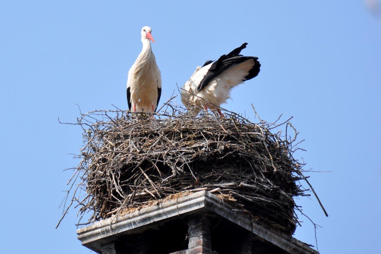 Ooievaarsnest 2