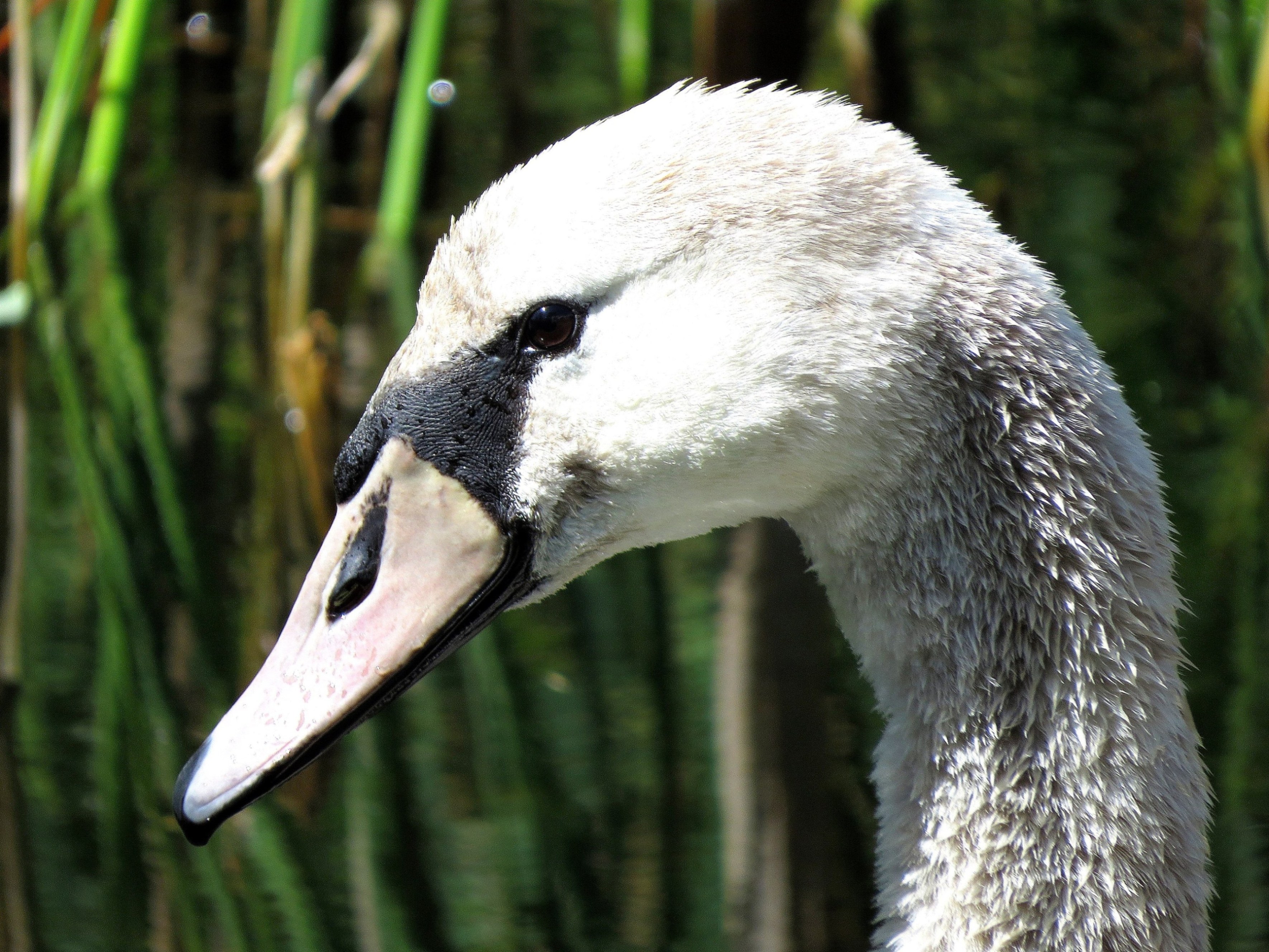 Nog een beetje kleurloos